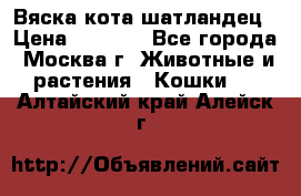 Вяска кота шатландец › Цена ­ 1 000 - Все города, Москва г. Животные и растения » Кошки   . Алтайский край,Алейск г.